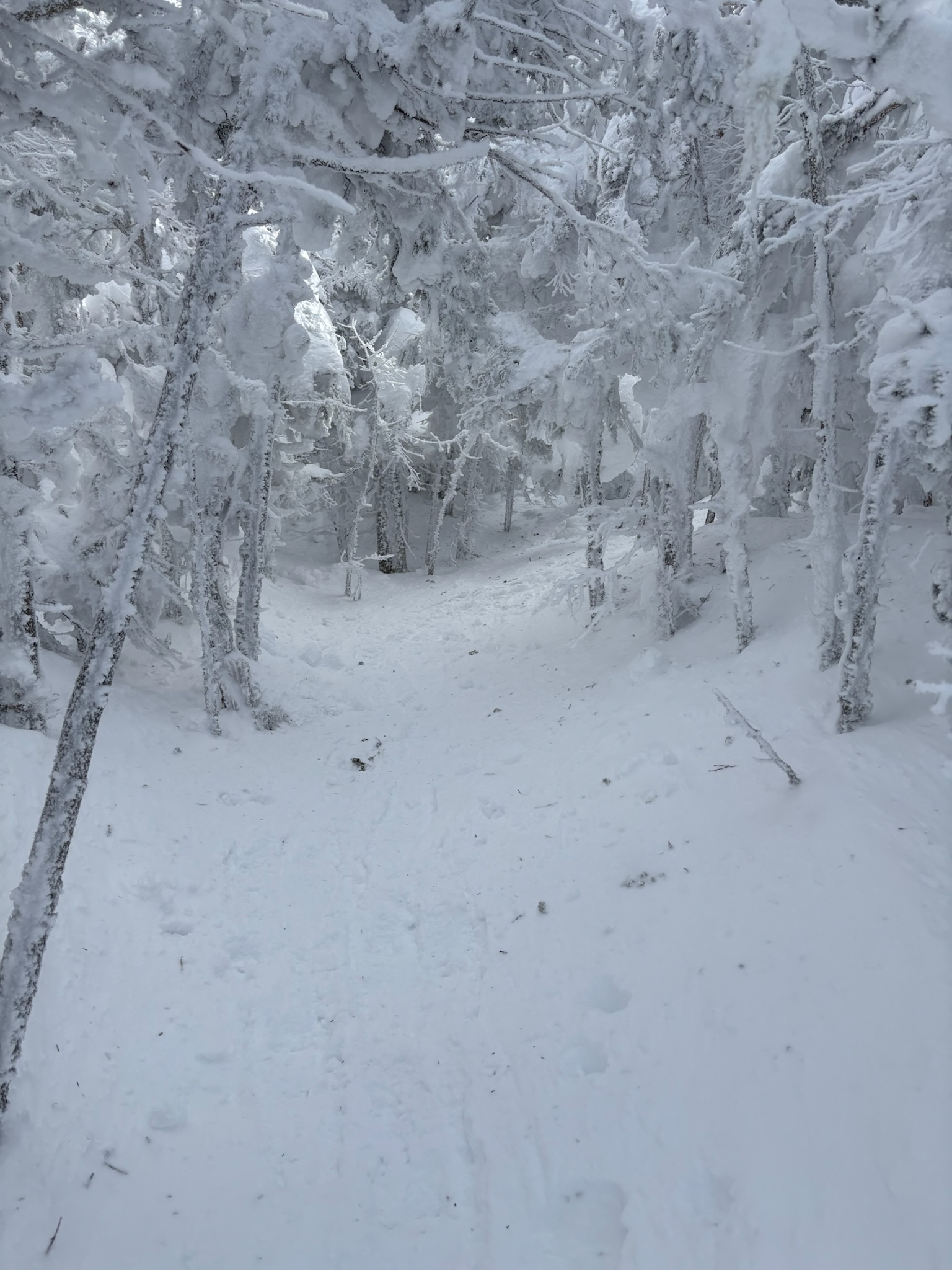 A snowy trail